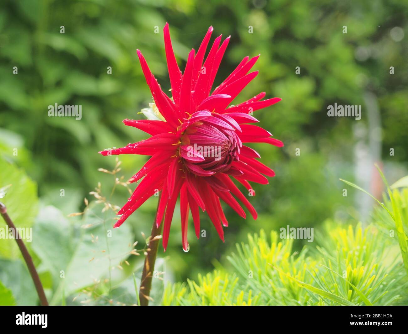 Dahlias après la pluie. Pétales de fleurs rouges avec petites gouttes d'eau. Gros plan. Banque D'Images