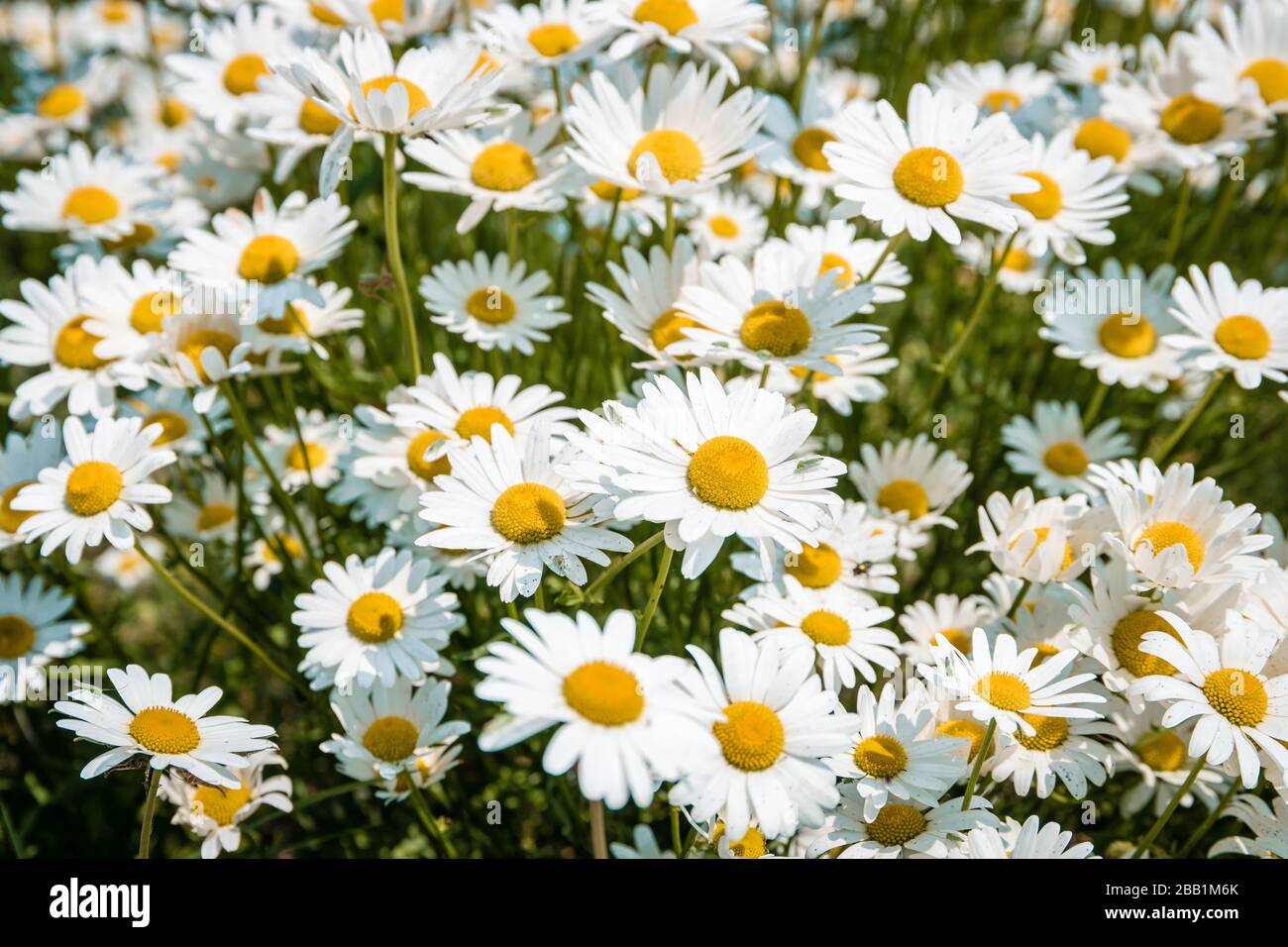 Champ de fleurs de Daisy pendant le printemps aux Pays-Bas Banque D'Images