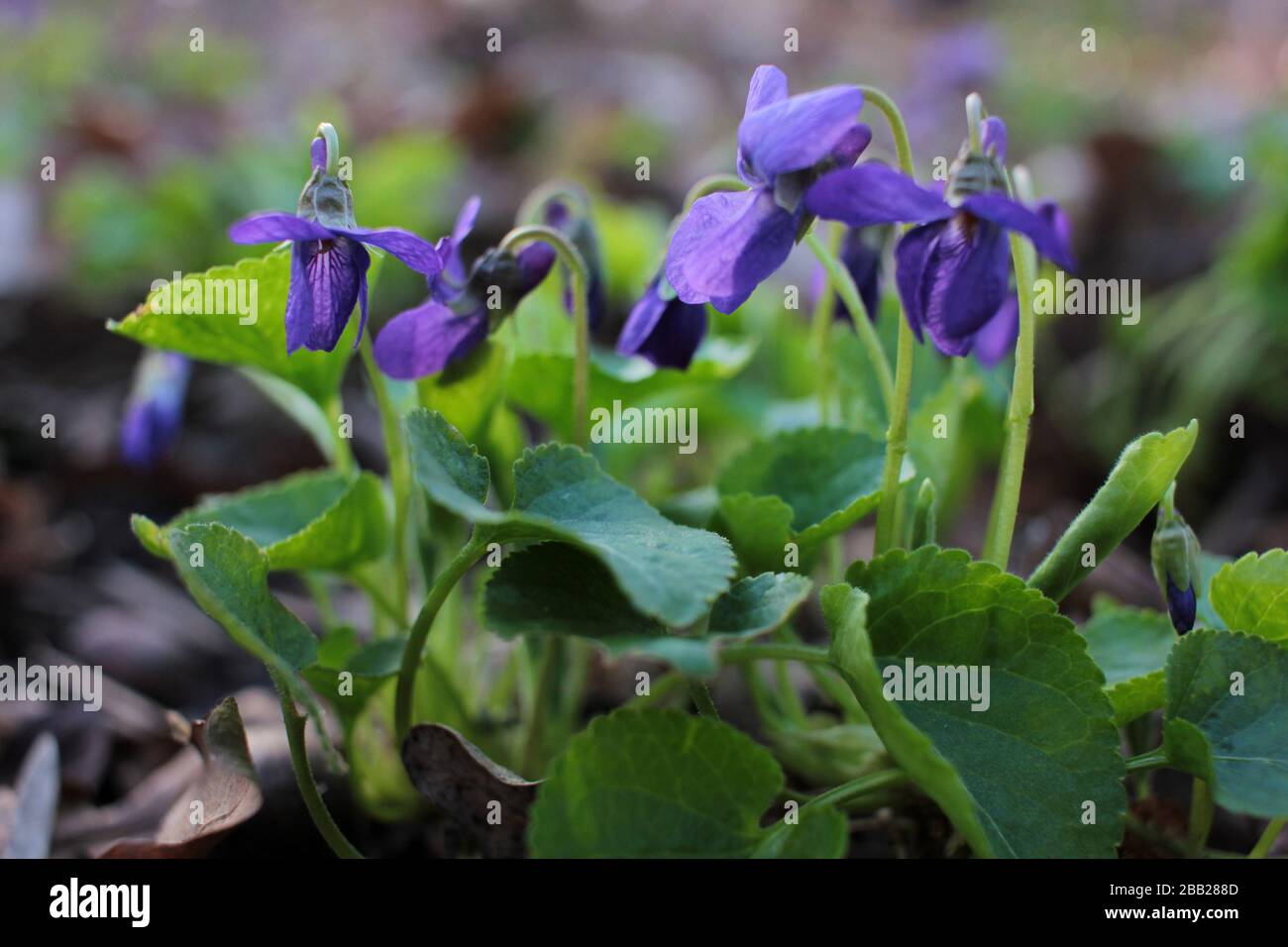 Petites fleurs violettes de printemps (viola reichenbachiana) sur pelouse  forestière. Fleurs violettes de chien tôt dans le jardin. Fond floral  naturel Photo Stock - Alamy