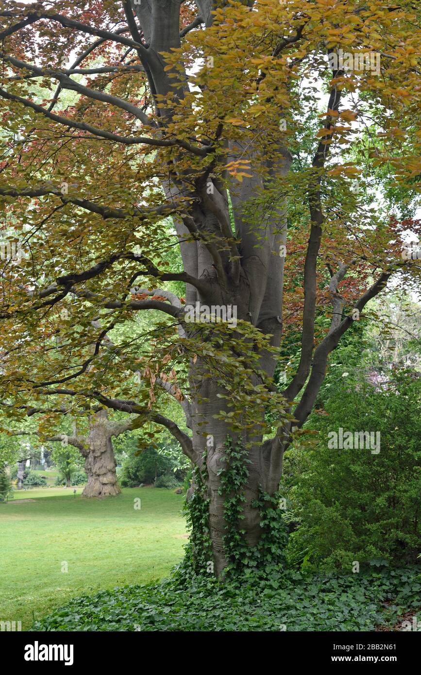 Hêtre cuivre (Fagus sylvatica F. purpurea), place des Batignolles, 17ème  arrondissement de Paris, région Ile-de-France, France, Europe Photo Stock -  Alamy