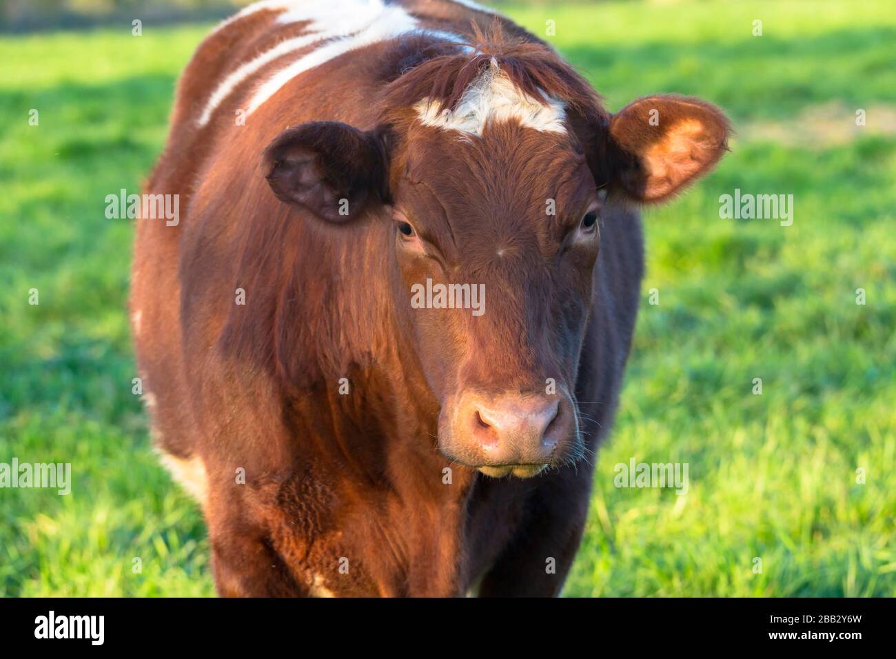 portrait d'une vache laitière dans un champ au printemps Banque D'Images