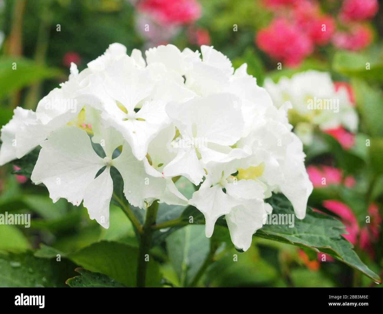 Pétales blancs d'une fleur d'hydracea. Gros boutons de fleurs blanches. Gros plan. Banque D'Images