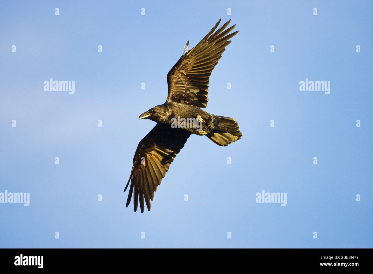 Grand Corbeau (Corvus corax) en vol Banque D'Images