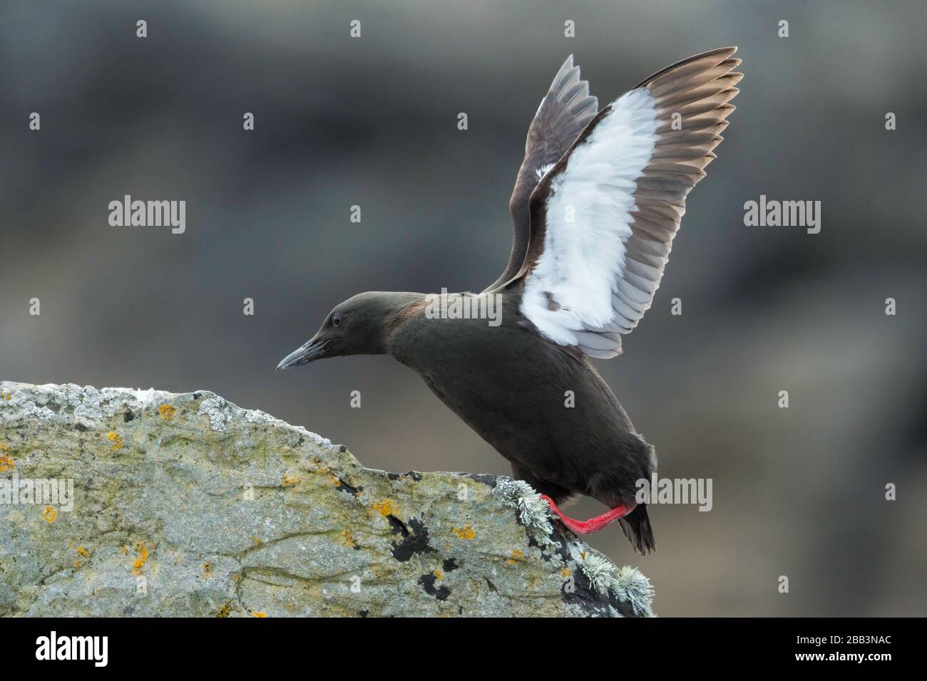 Guillemot noir (Cephus grylle) Foula Shetland Islands, Écosse Banque D'Images