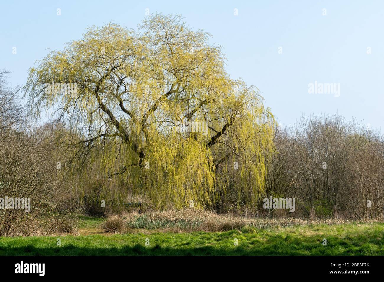 Vue sur le parc régional de Southwood à Farnborough, Hampshire, Royaume-Uni, zone de l'espace vert local, avec un saule pleurant (Salix babylonica) Banque D'Images