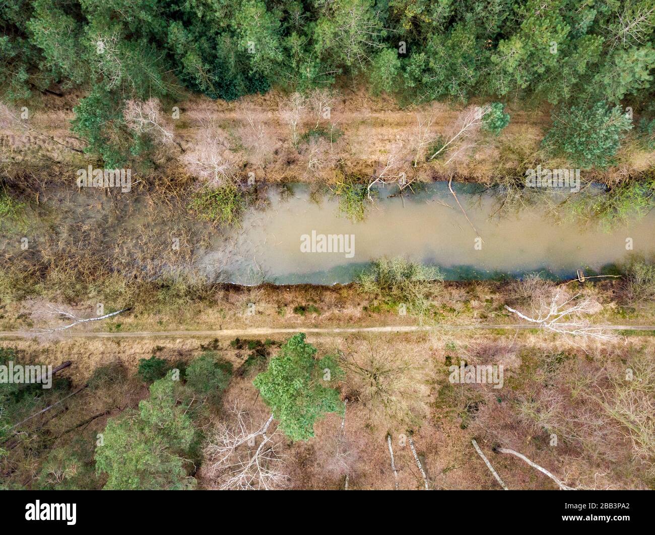 Tir de drone aérien, tout droit, d'une forêt avec rivière ou canal traversant au début du printemps. Lieu: Antitankgracht Kapellen. Édition créative. Banque D'Images