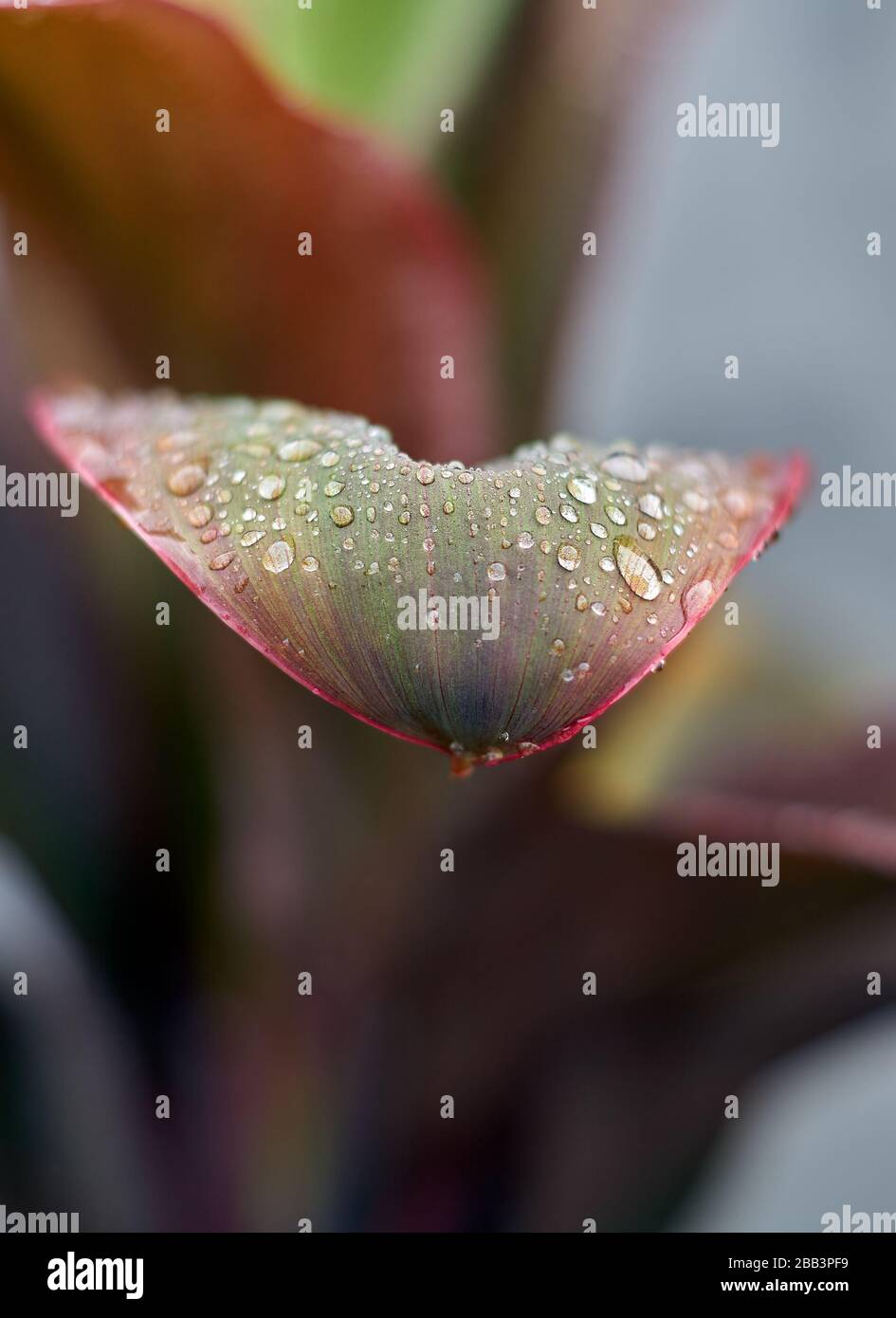 Rosée matinale sur les feuilles rouges, image naturelle du stock de fond Banque D'Images