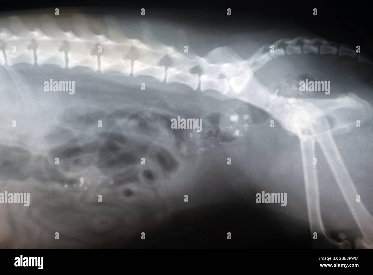 Thorax Anatomy Banque D Image Et Photos Alamy