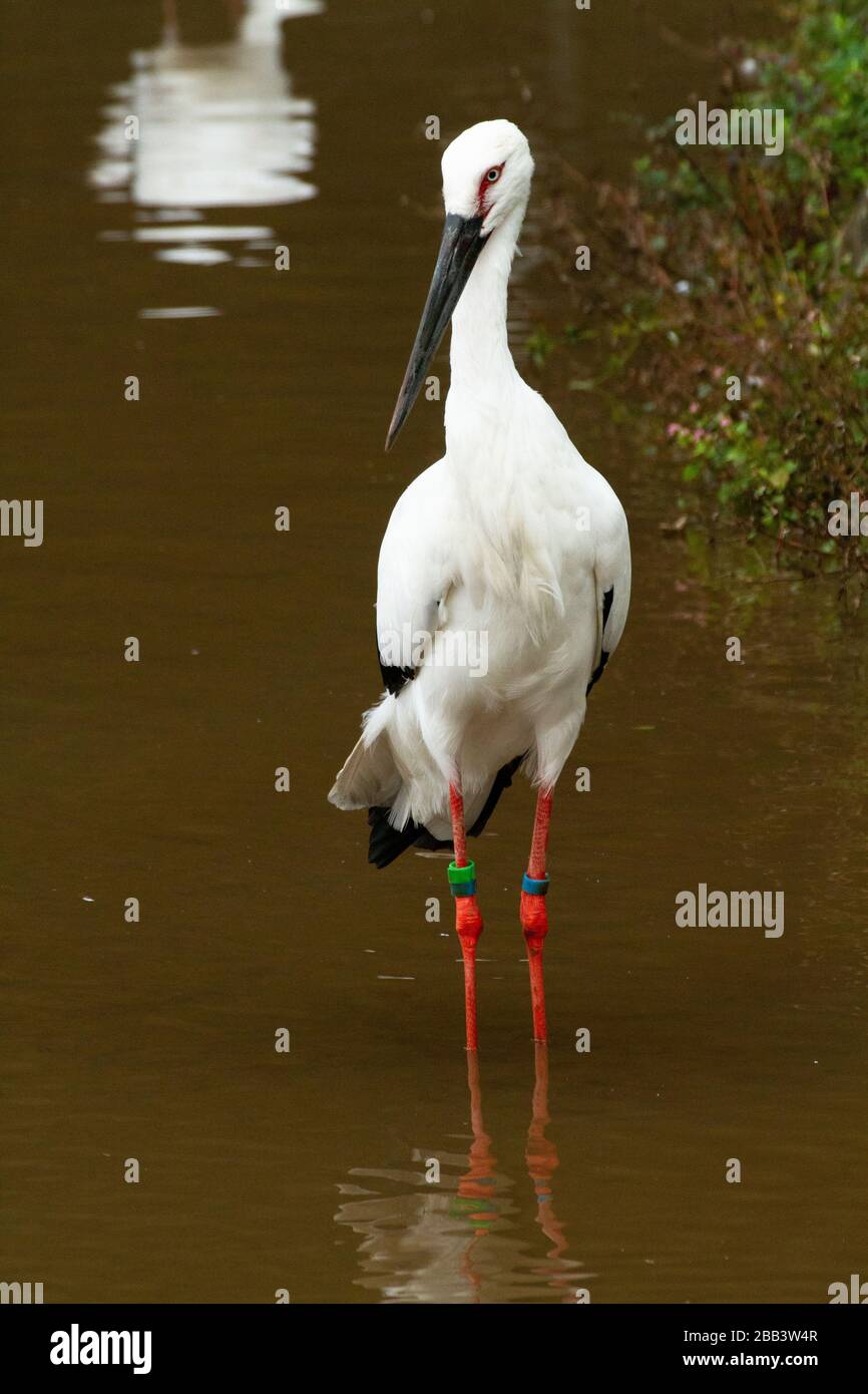 Le porc blanc oriental ou la cigogne orientale (Ciconia boyciana) est un grand oiseau blanc aux plumes d'aile noire de la famille des ciconiidés. Photographe Banque D'Images