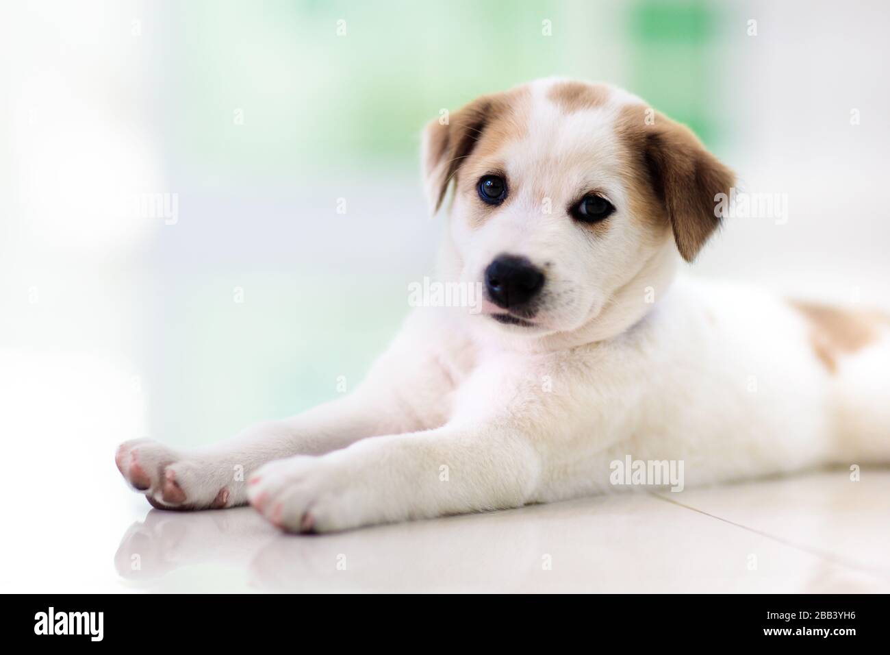 Chiot à l'intérieur. Chien jouant. Animaux domestiques. Joli petit chiot dormant sur un sol en carreaux blancs. Animal dans une maison. Animaux domestiques. Banque D'Images