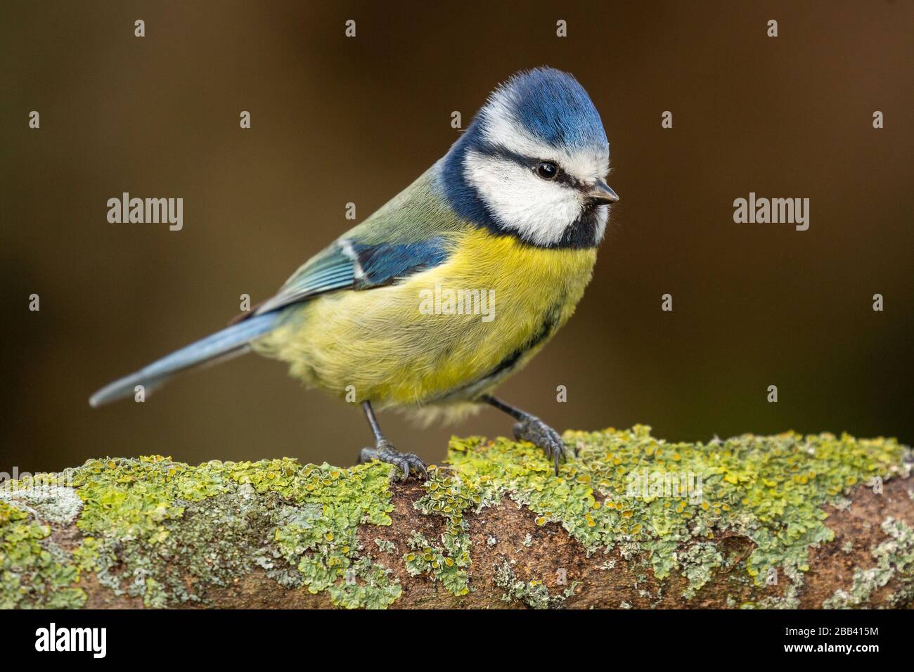 Bleu tit perché sur une branche dans un jardin à oxford Banque D'Images