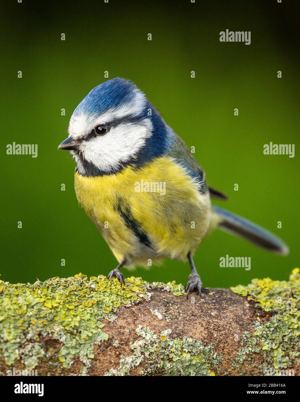 Bleu tit perché sur une branche dans un jardin à oxford Banque D'Images