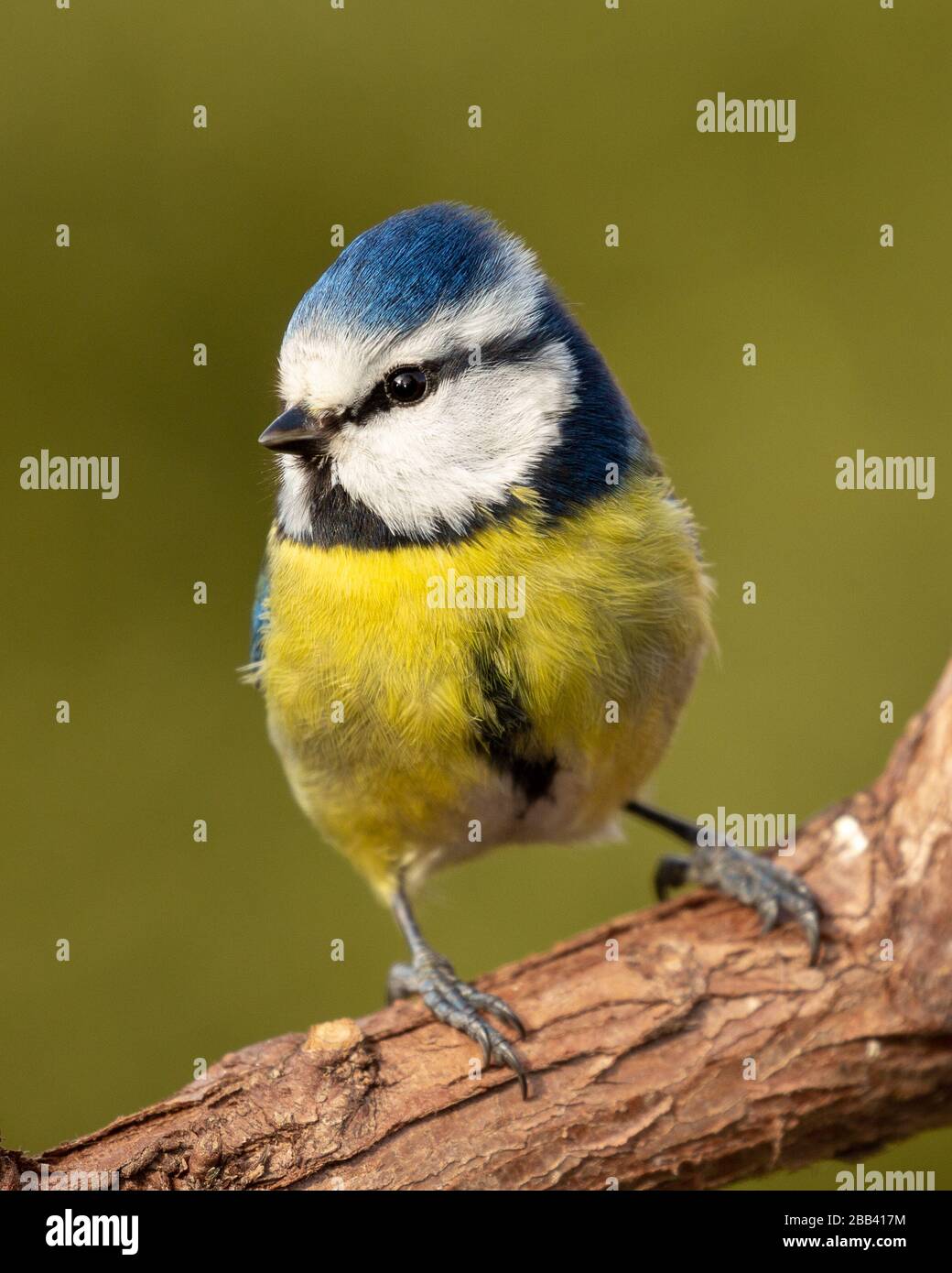 Bleu tit perché sur une branche dans un jardin à oxford Banque D'Images