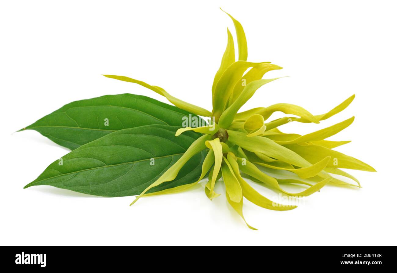 Fleur d'ylang-ylang isolée sur fond blanc Banque D'Images