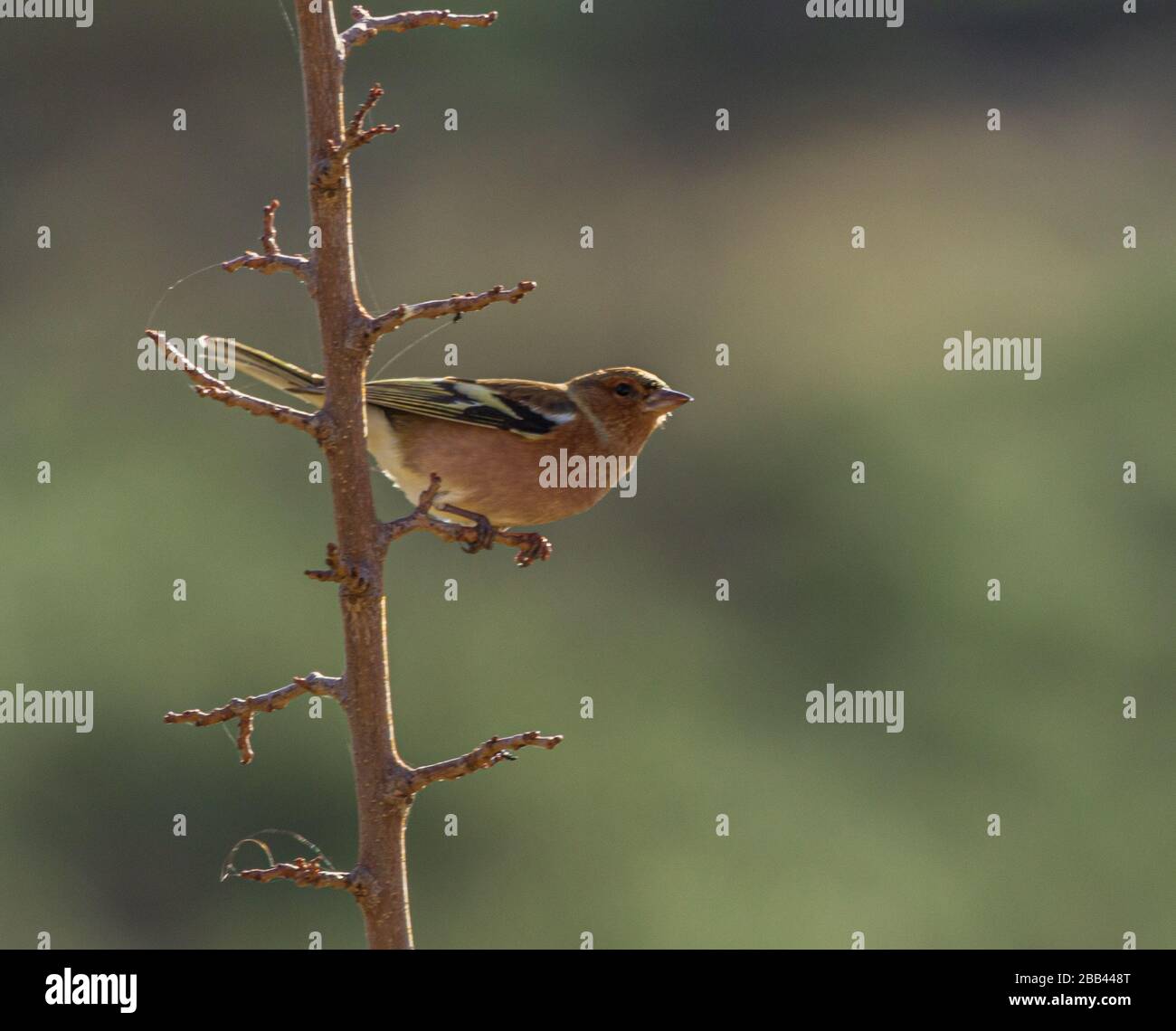 Les delebs de Fringilla, perchage de chaffinch commun sur une branche Banque D'Images