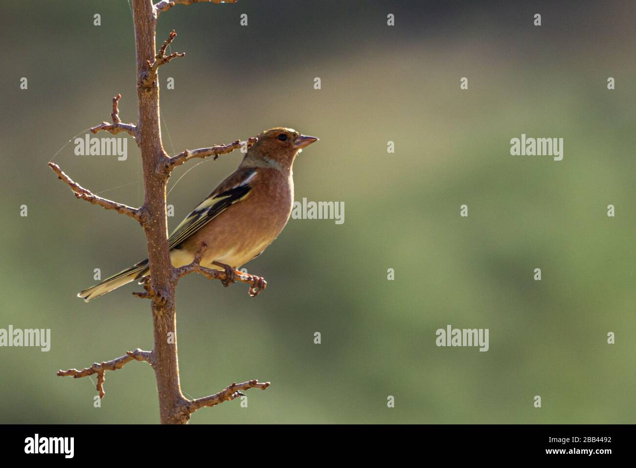 Les delebs de Fringilla, perchage de chaffinch commun sur une branche Banque D'Images