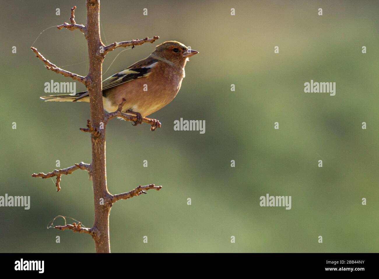 Les delebs de Fringilla, perchage de chaffinch commun sur une branche Banque D'Images