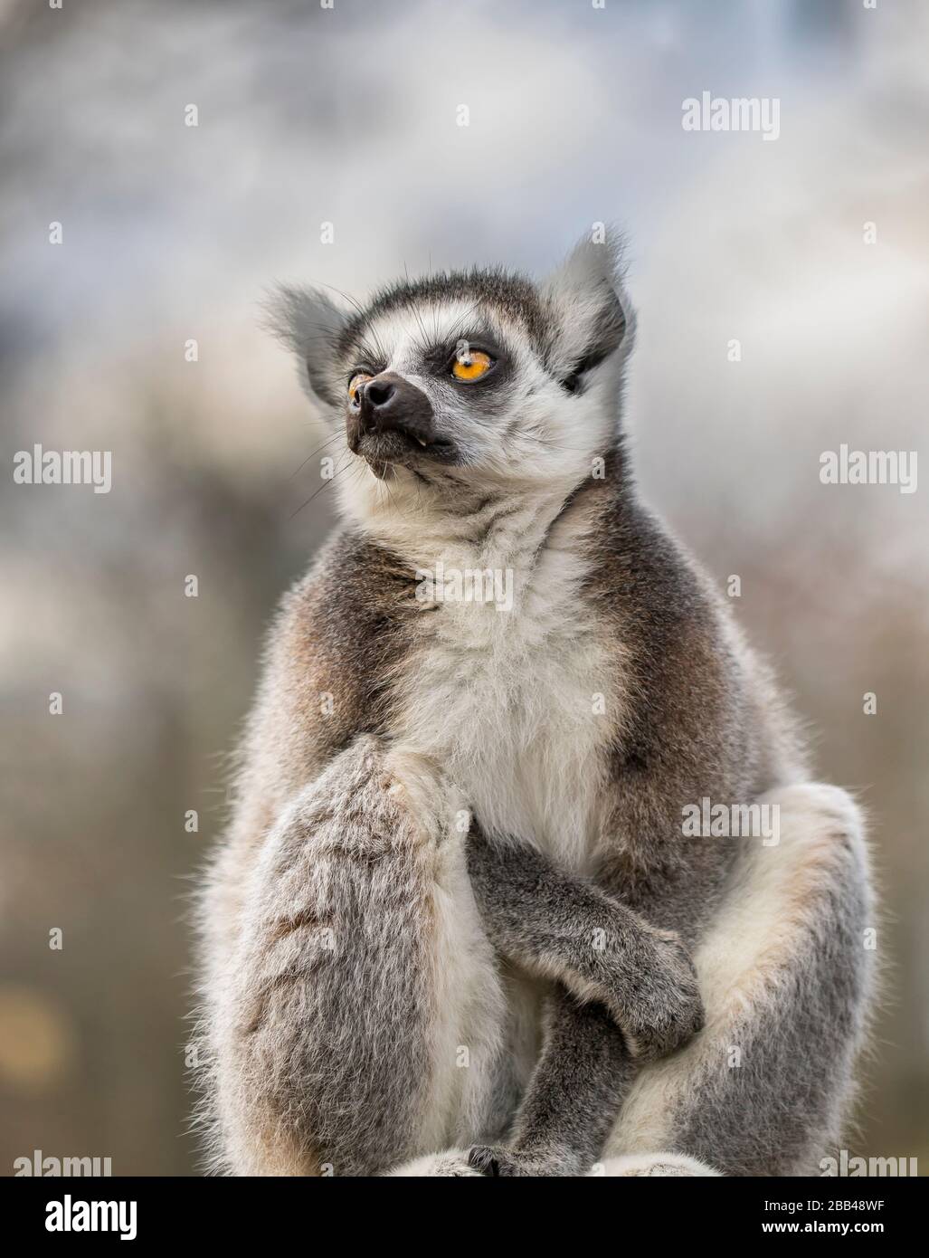 Vue de face, vue rapprochée en angle bas de l'adorable animal de lémuriens à queue annulaire (Lemur catta), isolé à l'extérieur, avec vue sur le West Midland Safari Park, Royaume-Uni. Banque D'Images