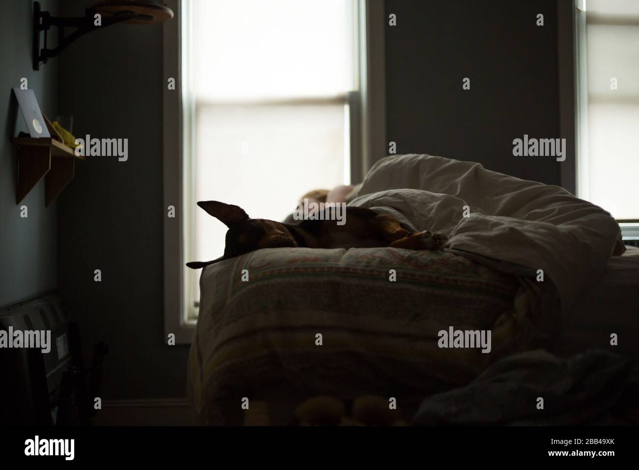 Un chien dort au pied du lit. Banque D'Images Un chien dort au pied du lit. Banque D'Images