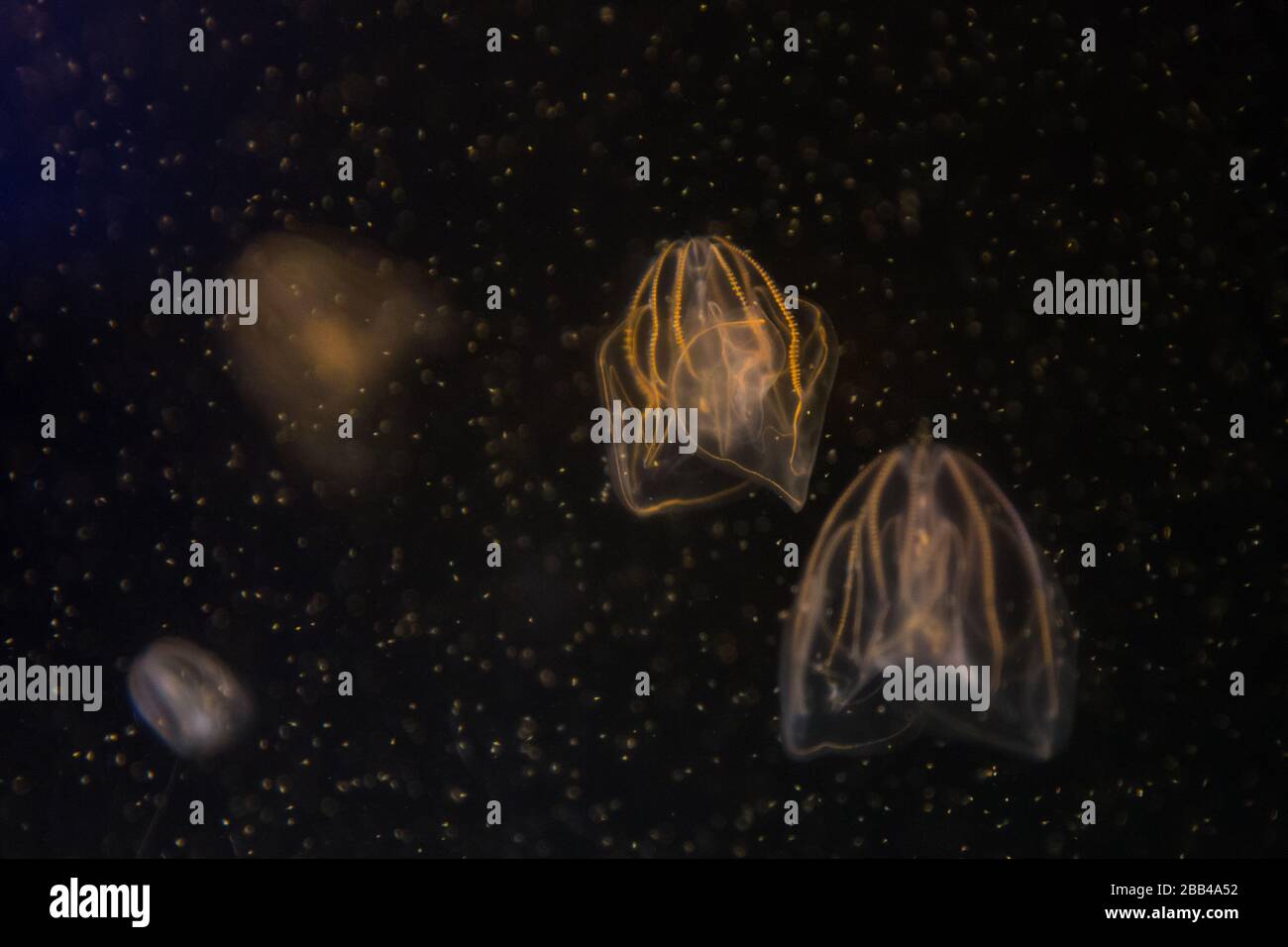 Méduses de luminescence bio flottant dans l'océan. Banque D'Images