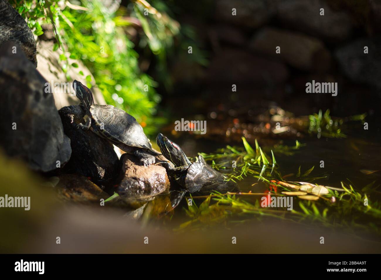 Deux tortues peintes soleil sur les rochers ensemble. Banque D'Images Deux tortues peintes soleil sur les rochers ensemble. Banque D'Images
