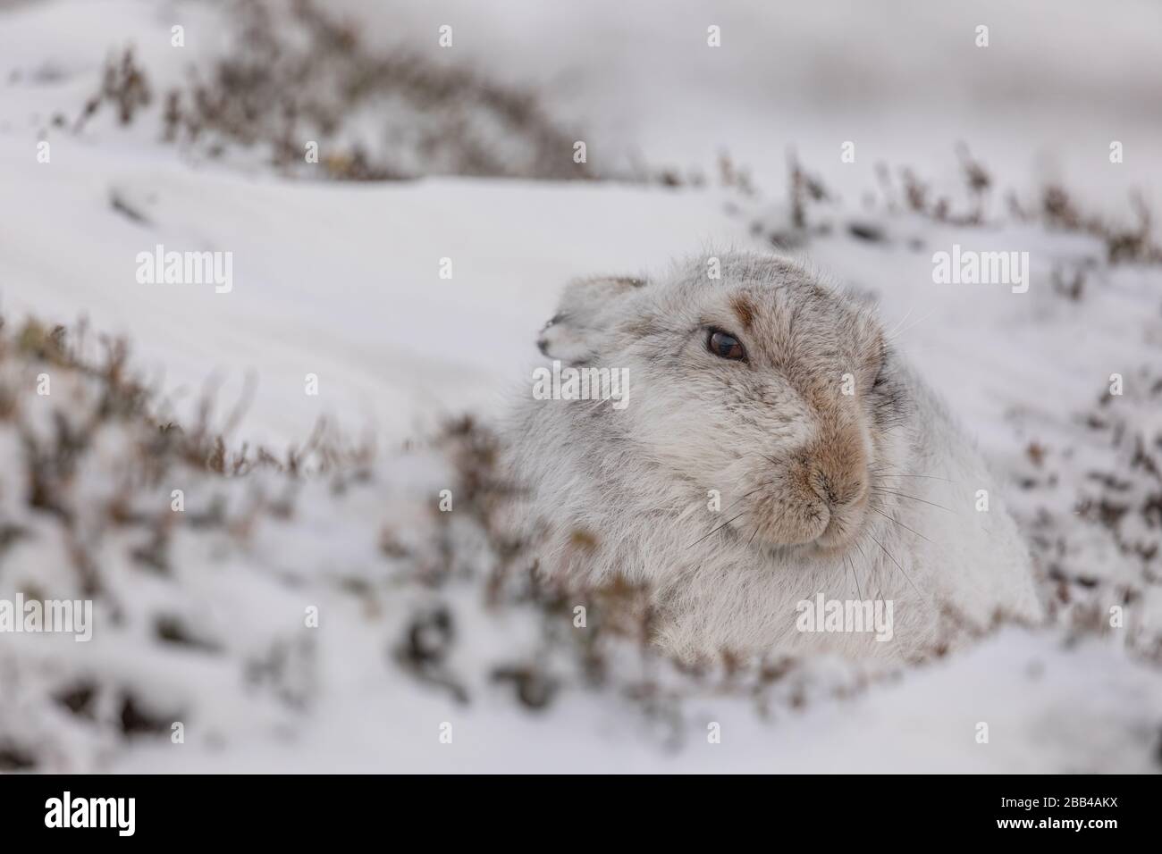 Lièvre de montagne (Lepus timidus) dans la neige et le manteau d'hiver Banque D'Images