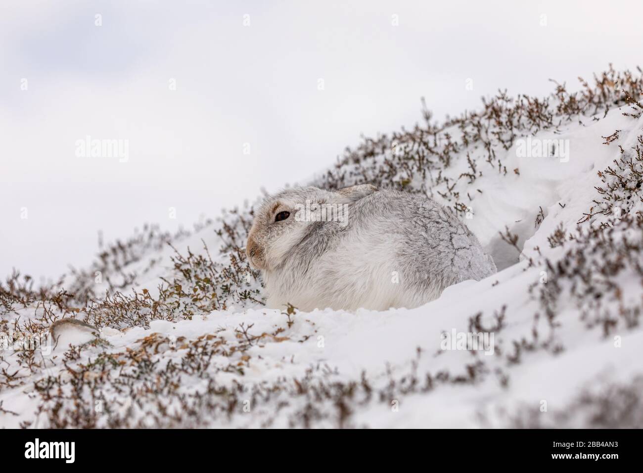 Lièvre de montagne (Lepus timidus) dans la neige et le manteau d'hiver Banque D'Images