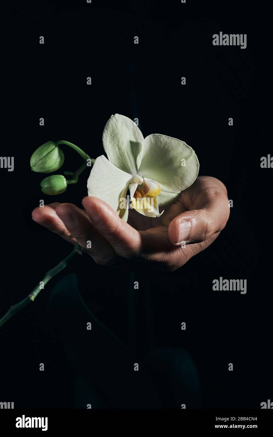 gros plan d'un homme tenant les belles fleurs jaunâtres d'une orchidée phalaenopsis aphrodite sur fond noir Banque D'Images