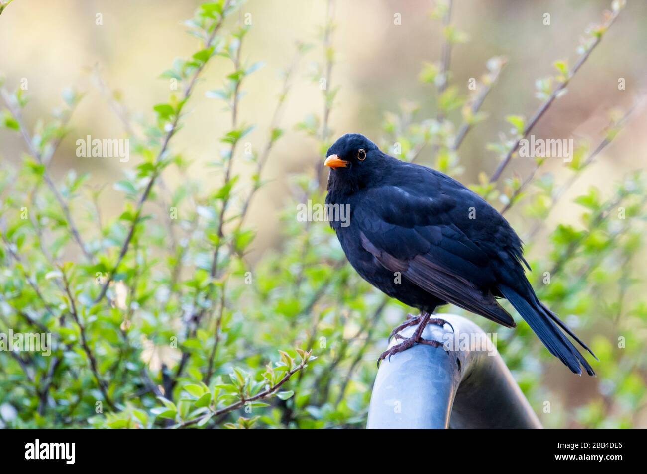 Oiseau noir mâle, Turdus merula, perché dans un jardin. Banque D'Images
