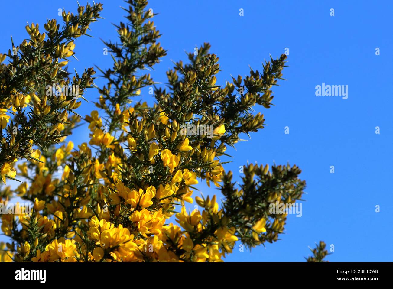 Gorse commun (Ulex europaeus) en fleur contre un ciel bleu Banque D'Images