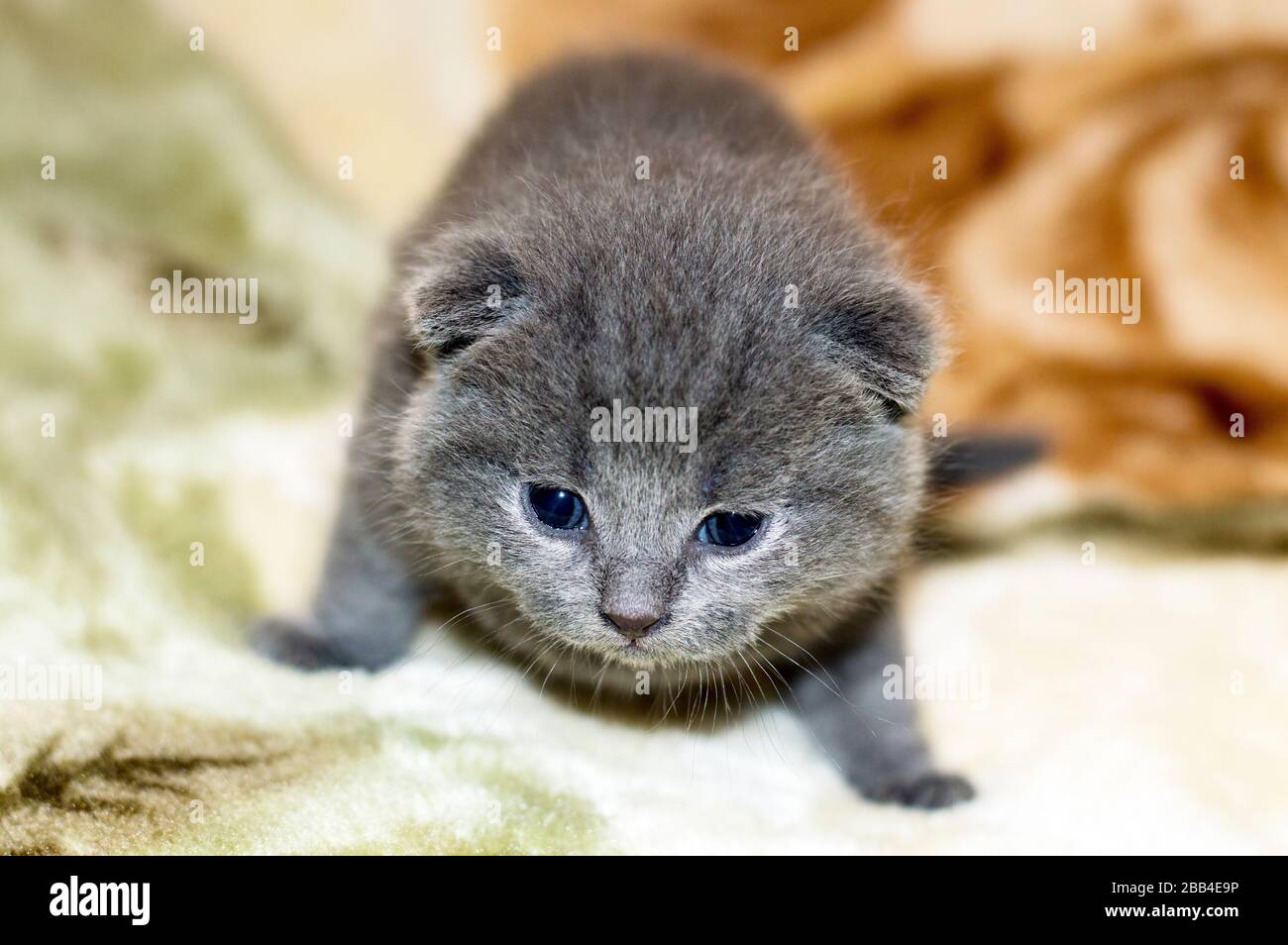 Petit chaton écossais de 2 semaines, thème chat animal de compagnie Banque D'Images