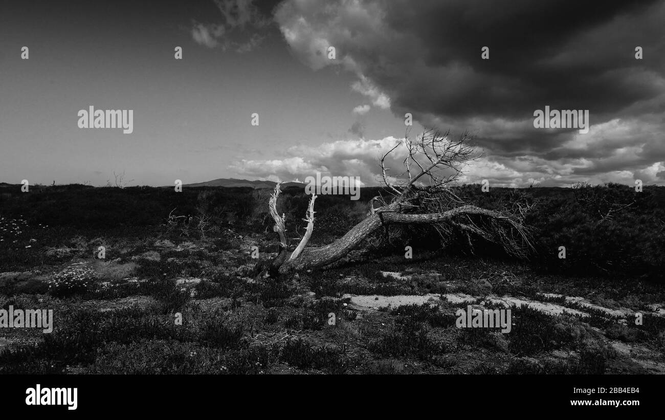 Arbre brisé avec nuages menaçants dans la campagne - monochrome livre d'art couvre style Banque D'Images