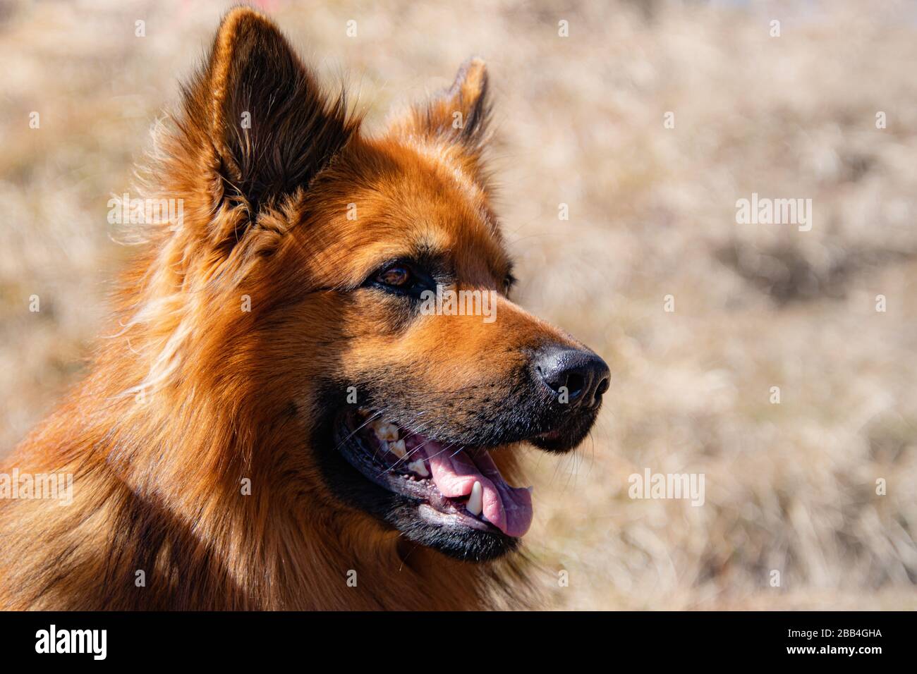 visage d'un chien brun-rouge, nez noir, bouche ouverte, dents et langue, fond flou, fourrure douce Banque D'Images