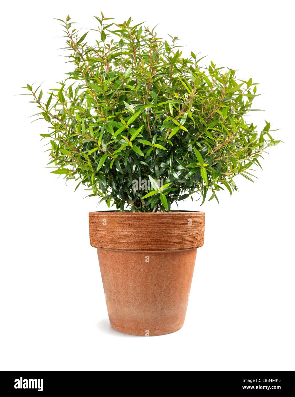 myrtle plante dans un vase isolé sur fond blanc Banque D'Images