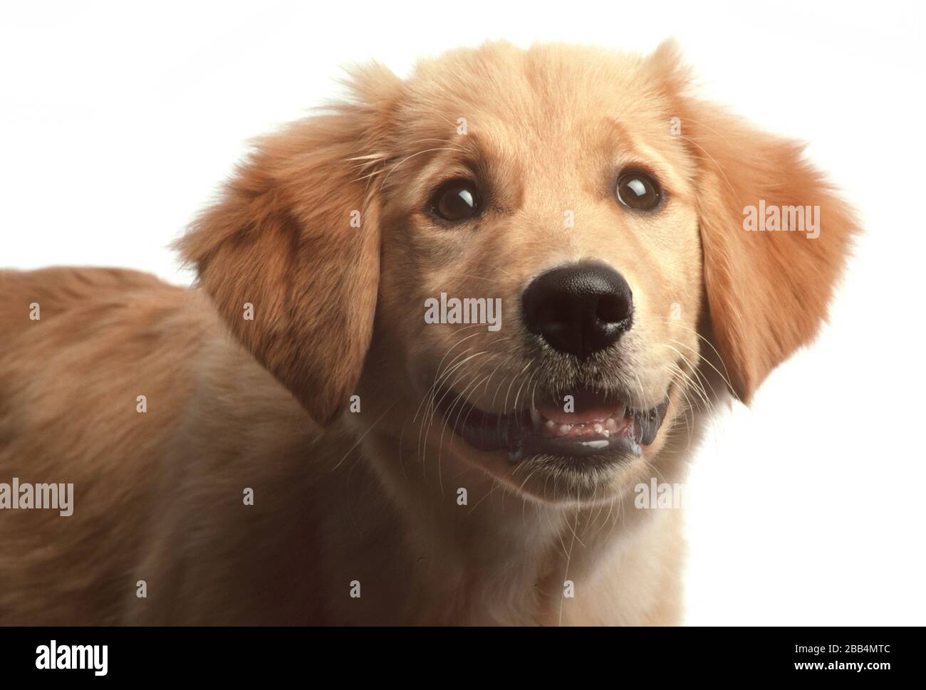 Un chiot Golden retriever sur fond blanc Banque D'Images