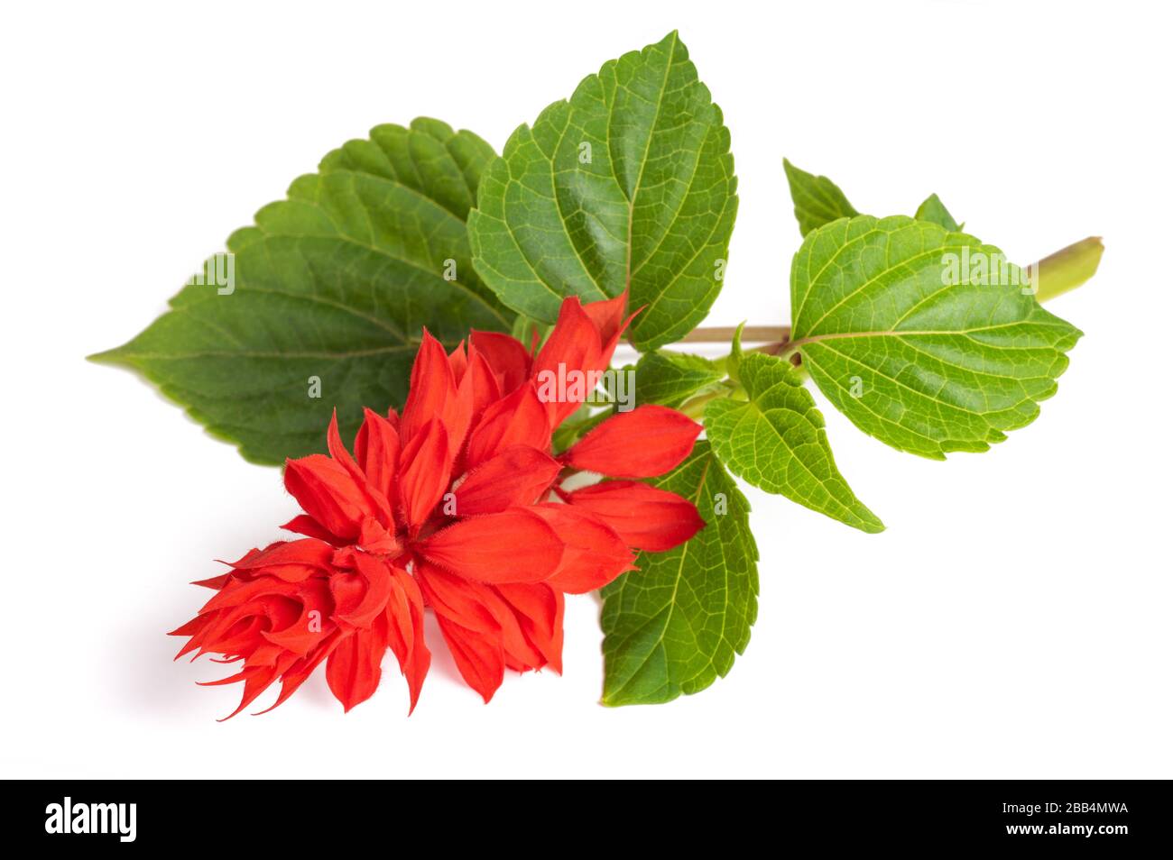 Salvia splendens flower isolated on white background Banque D'Images Salvia splendens flower isolated on white background Banque D'Images