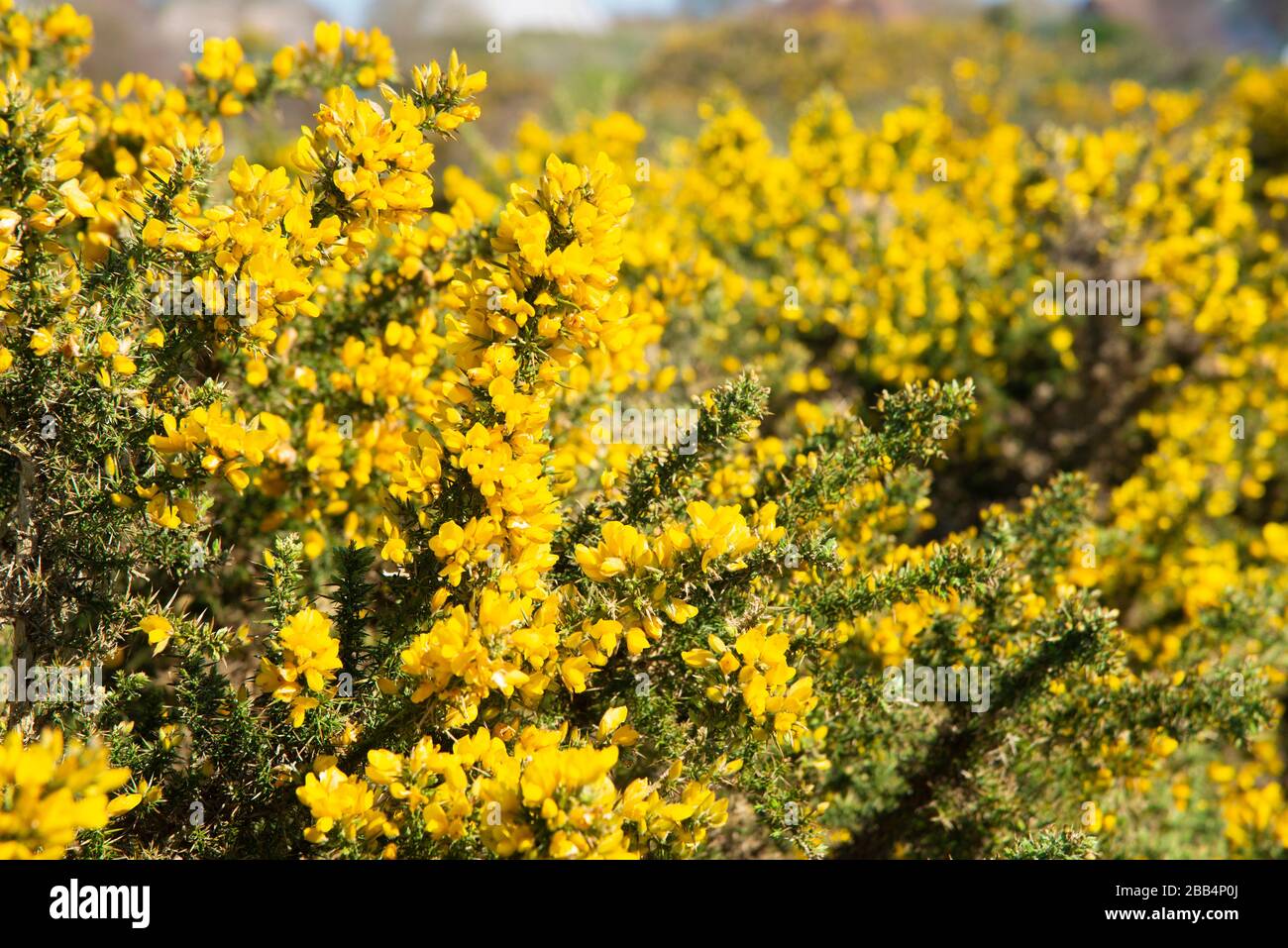 Buisson commun (Ulex europaeus) floraison en mars à West Wittering, Nr. Chichester, West Sussex, Angleterre, Royaume-Uni Banque D'Images