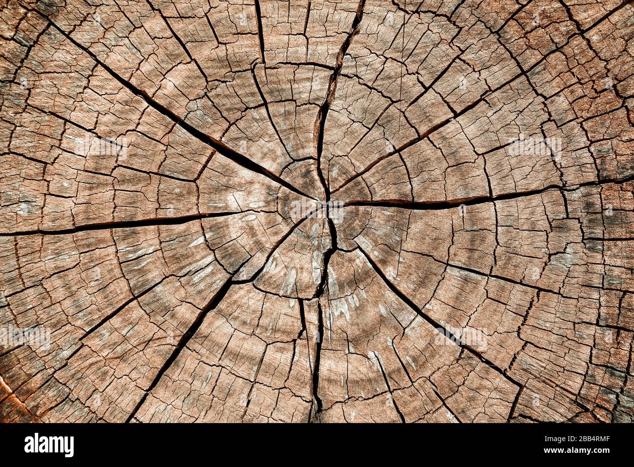Arrière-plan de la souche d'arbre. Brun fissuré et coupé texture bois fond Banque D'Images