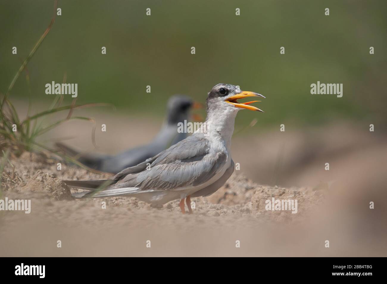 La Sterne (Sterna aurantia) repose sur terre Banque D'Images