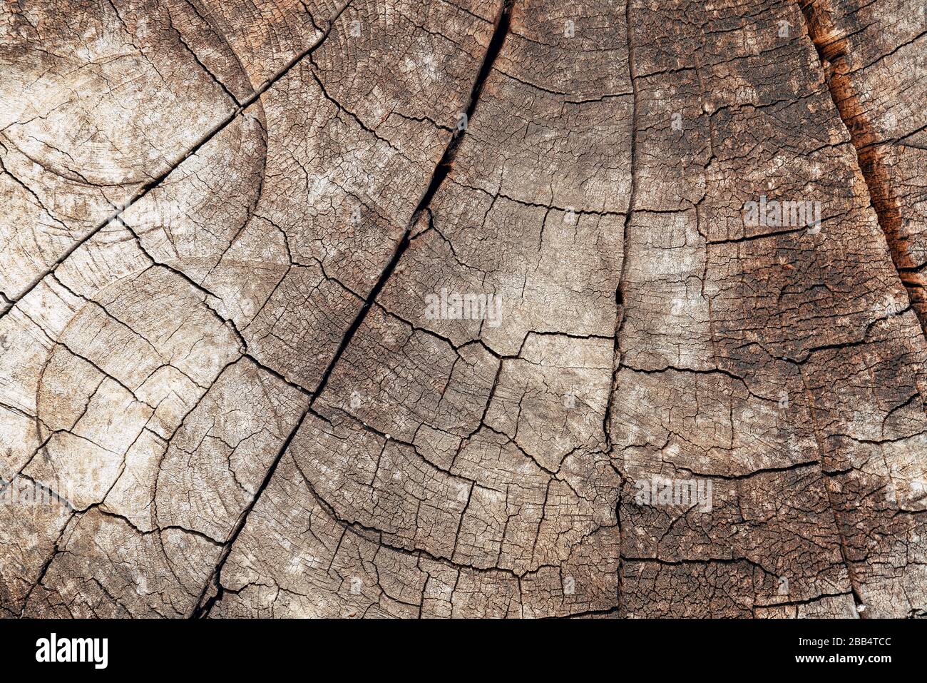 Arrière-plan de la souche d'arbre. Brun fissuré et coupé texture bois fond Banque D'Images