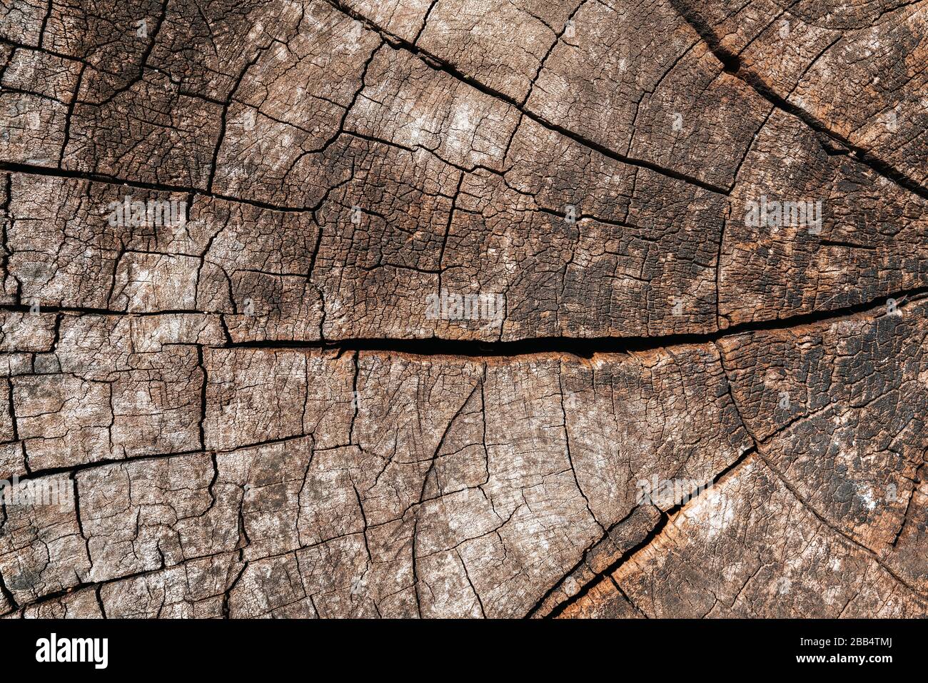 Arrière-plan de la souche d'arbre. Brun fissuré et coupé texture bois fond Banque D'Images