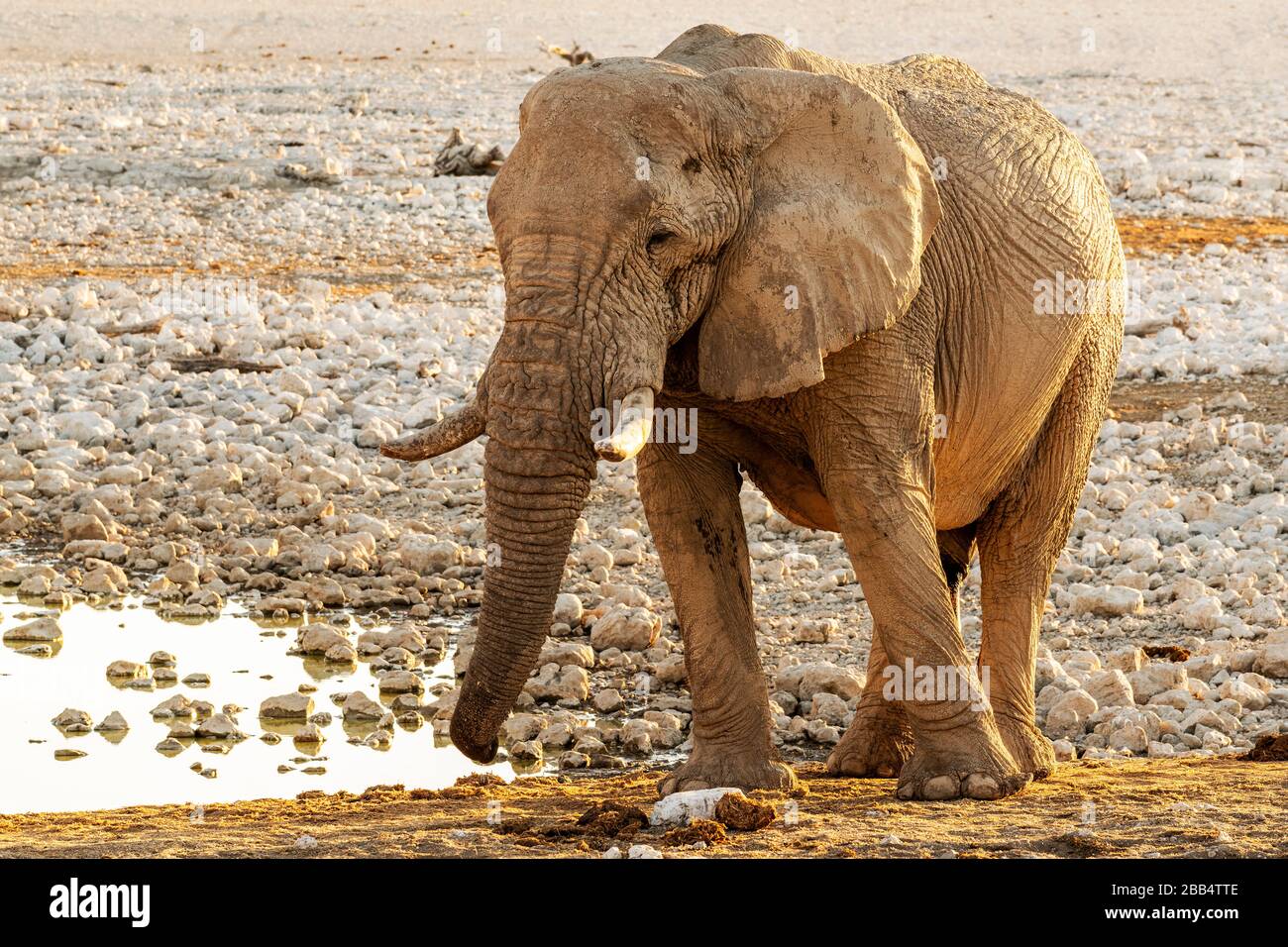 Éléphant de brousse africain ou Loxodonta cyclotis, Parc national d'Etosha, Kunene, Namibie Banque D'Images