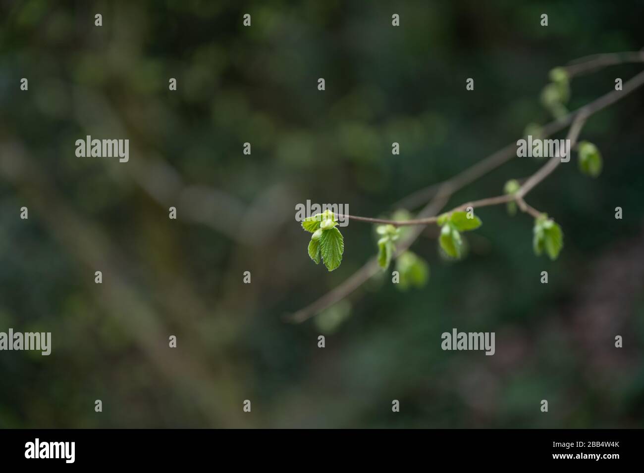 De nouvelles feuilles sur un arbre Hazel [Corylus avellana] dans la campagne anglaise au printemps. Banque D'Images