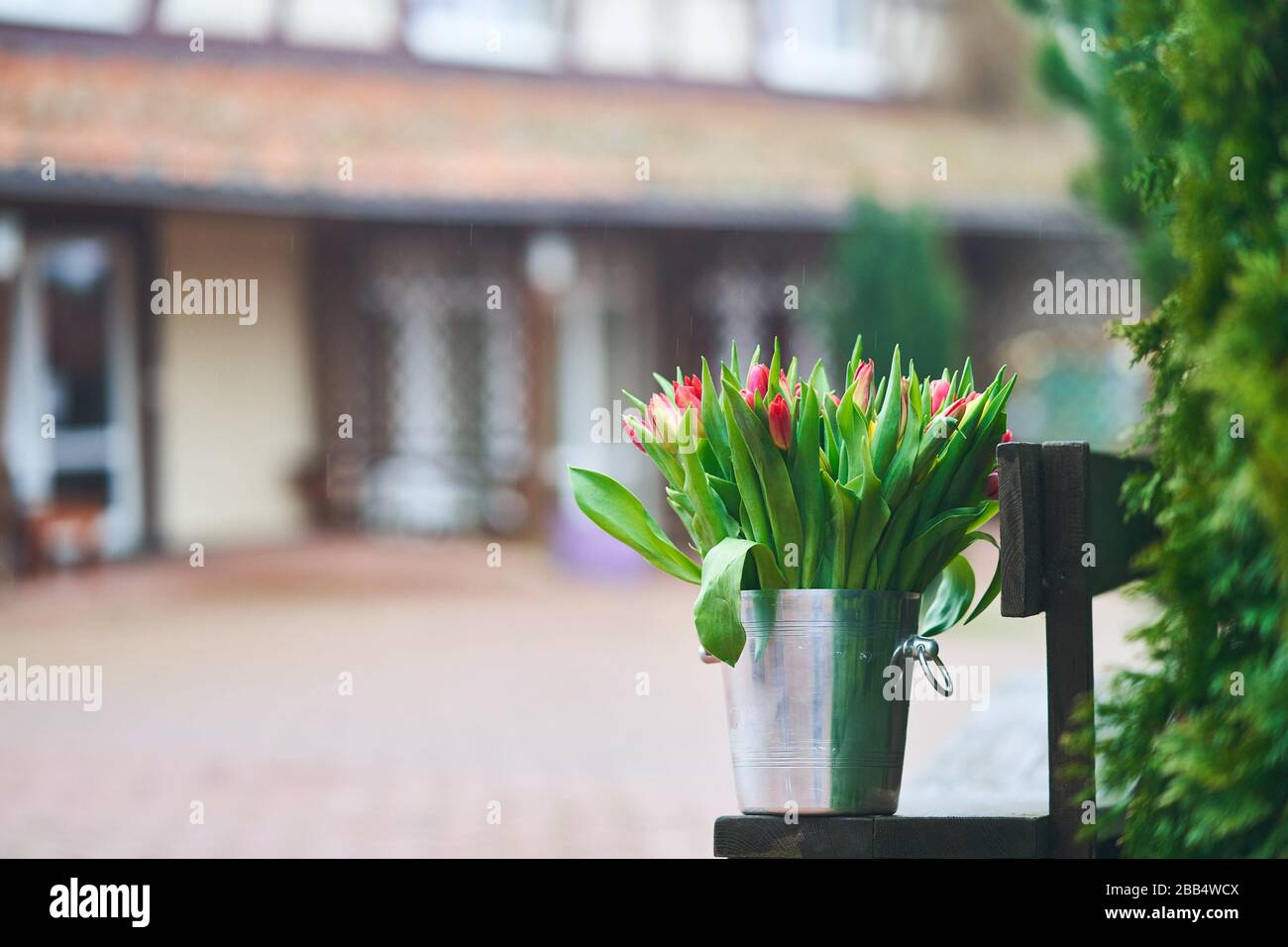 Bouquet de tulipes dans un seau en fer. Fleurs naturelles. Banque D'Images