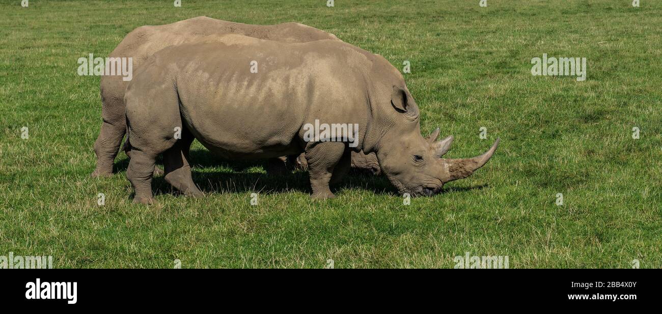 Rhinocéros blanc Banque D'Images