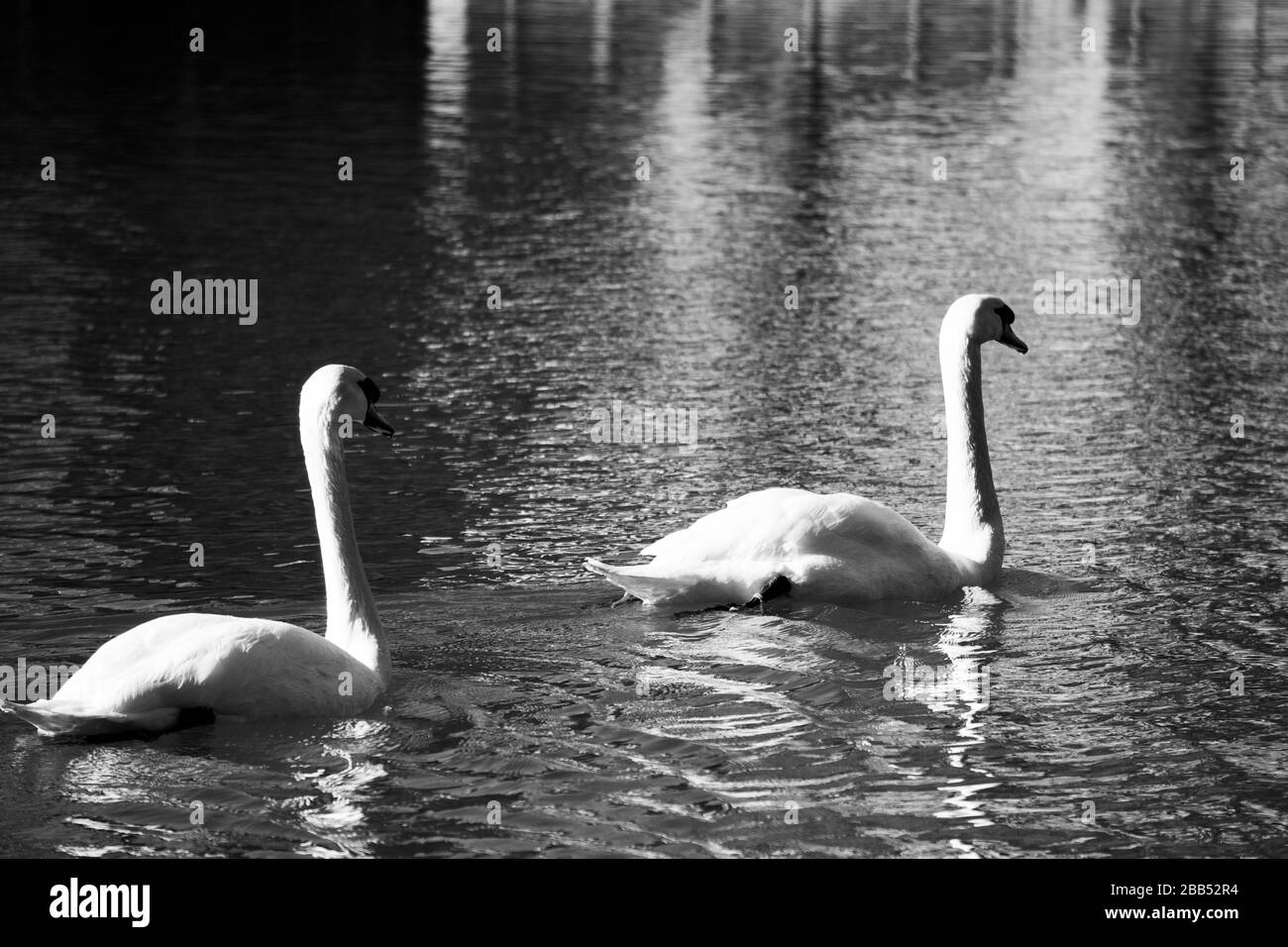 Swan couple gratuitement roaming sur un lac urbain, noir et blanc Banque D'Images