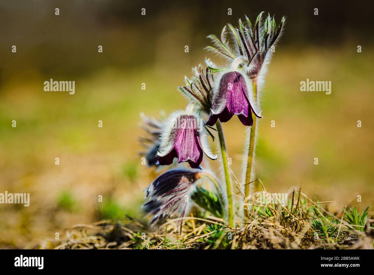 Croupe de belles fleurs du vent, pré anemone, pasque fleurs avec la coupe violette sombre comme fleur et tige de poireau poussant dans la prairie le printemps. Banque D'Images