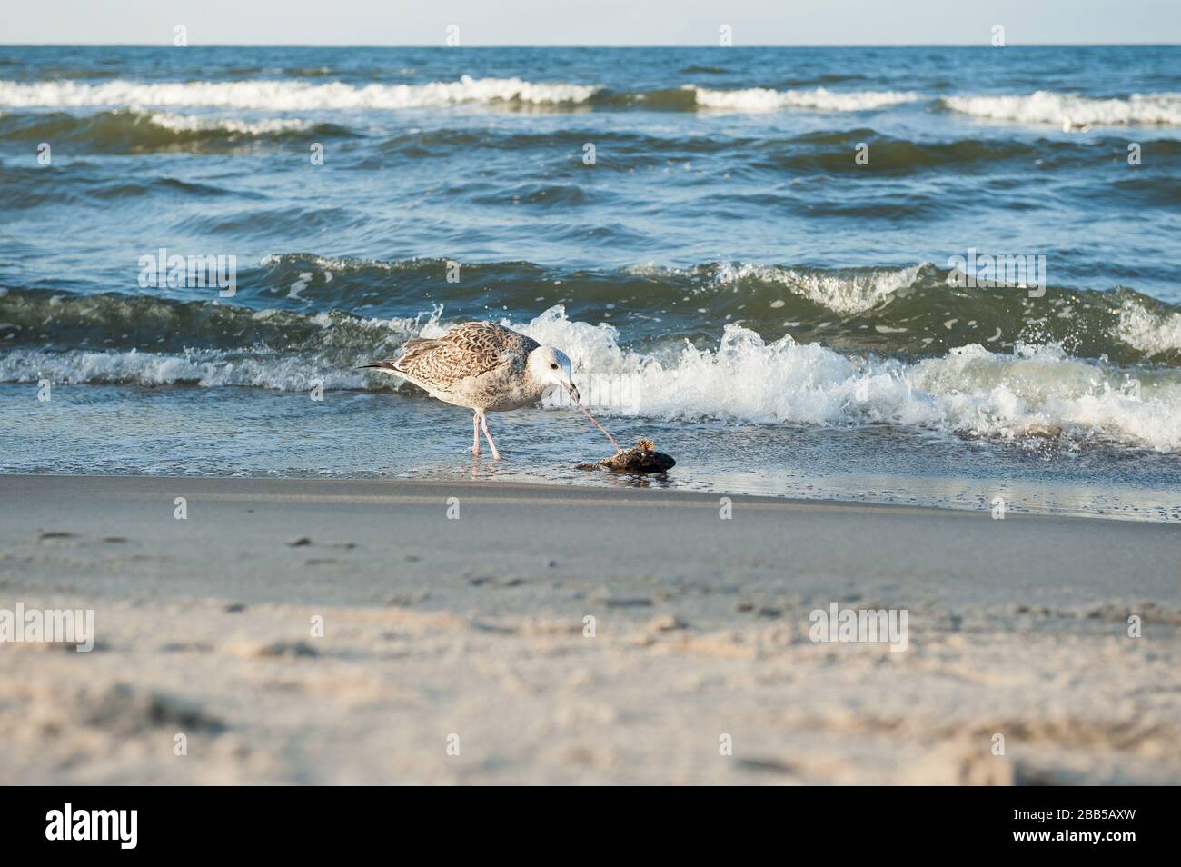 Mouette mangeant du poisson sur une plage à Rewal, Ouest Pomeranian Voivodeship, Pologne Banque D'Images