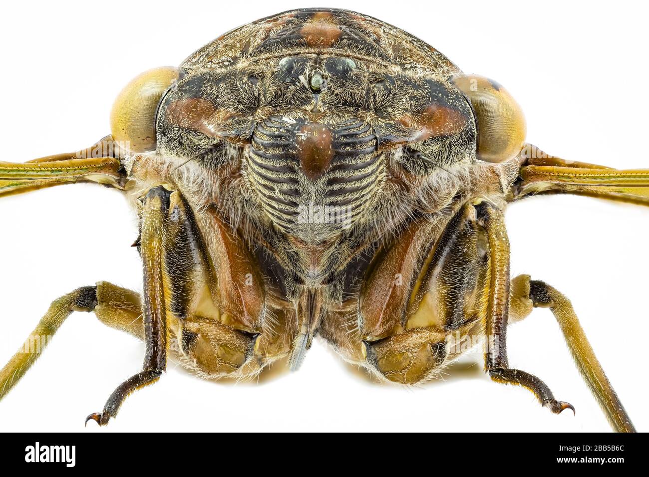Vue de face sur une cicada chien-jour d'une collection d'insectes Banque D'Images