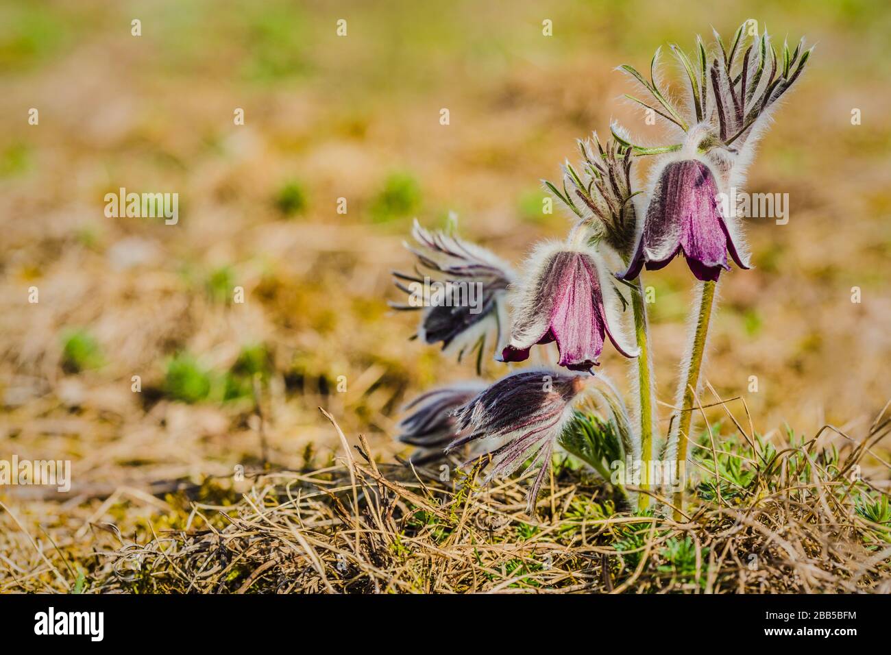 Croupe de belles fleurs du vent, pré anemone, pasque fleurs avec la coupe violette sombre comme fleur et tige de poireau poussant dans la prairie le printemps. Banque D'Images